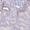 Carboxypeptidase Vitellogenic Like antibody, NBP2-38792, Novus Biologicals, Immunohistochemistry frozen image 