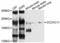 Acyl-CoA Binding Domain Containing 5 antibody, PA5-76530, Invitrogen Antibodies, Western Blot image 