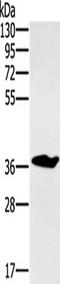 Ccn3 antibody, TA350079, Origene, Western Blot image 