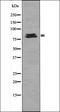 Olfactory Receptor Family 1 Subfamily J Member 1 antibody, orb335649, Biorbyt, Western Blot image 