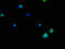 Phospholipid Phosphatase 3 antibody, A63190-100, Epigentek, Immunofluorescence image 