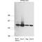Karyopherin Subunit Alpha 2 antibody, IQ305, Immuquest, Western Blot image 