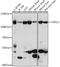 Probable threonyl-tRNA synthetase 2, cytoplasmic antibody, A15945, ABclonal Technology, Western Blot image 