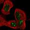 Protein FAN antibody, PA5-54708, Invitrogen Antibodies, Immunofluorescence image 