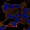 Leucine Rich Repeat Containing 24 antibody, HPA028171, Atlas Antibodies, Immunocytochemistry image 