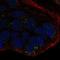 Protein Wnt-10b antibody, HPA062539, Atlas Antibodies, Immunocytochemistry image 
