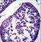 Spermatogenesis Associated 18 antibody, LS-C161427, Lifespan Biosciences, Immunohistochemistry frozen image 