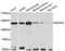 Exocyst Complex Component 4 antibody, STJ114252, St John