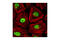 Transcription Factor AP-2 Alpha antibody, 3215S, Cell Signaling Technology, Immunofluorescence image 