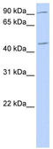 Nuclear Receptor Subfamily 2 Group F Member 2 antibody, TA330082, Origene, Western Blot image 