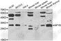 HAP3 antibody, A7295, ABclonal Technology, Western Blot image 