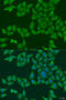 FKBP Prolyl Isomerase 2 antibody, 23-414, ProSci, Immunofluorescence image 