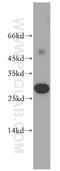 Retroviral-like aspartic protease 1 antibody, 13052-1-AP, Proteintech Group, Western Blot image 