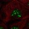 Cell growth-regulating nucleolar protein antibody, NBP1-86827, Novus Biologicals, Immunofluorescence image 