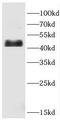 CD209 antigen antibody, FNab01443, FineTest, Western Blot image 