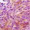 Heat shock protein beta-2 antibody, LS-C368882, Lifespan Biosciences, Immunohistochemistry frozen image 