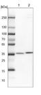 Ring Finger Protein 146 antibody, NBP1-85318, Novus Biologicals, Western Blot image 