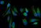 NADH-ubiquinone oxidoreductase chain 5 antibody, A03488-2, Boster Biological Technology, Immunofluorescence image 