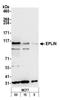 LIM domain and actin-binding protein 1 antibody, A300-103A, Bethyl Labs, Western Blot image 