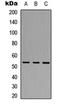 Tripartite Motif Containing 38 antibody, orb304647, Biorbyt, Western Blot image 