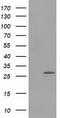 Pyrroline-5-Carboxylate Reductase 3 antibody, TA502036S, Origene, Western Blot image 