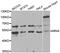 MYC-induced nuclear antigen antibody, abx005101, Abbexa, Western Blot image 