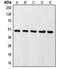 Caspase 9 antibody, LS-C351948, Lifespan Biosciences, Western Blot image 