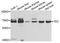 Tyrosine-protein kinase Tec antibody, A0189, ABclonal Technology, Western Blot image 