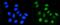 Dihydroorotate Dehydrogenase (Quinone) antibody, M04035, Boster Biological Technology, Immunofluorescence image 