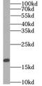 Actin Related Protein 2/3 Complex Subunit 5 Like antibody, FNab00605, FineTest, Western Blot image 
