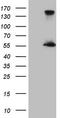 Estrogen Related Receptor Alpha antibody, TA808634S, Origene, Western Blot image 