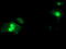 Serine Dehydratase antibody, M02273-1, Boster Biological Technology, Immunofluorescence image 