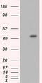 Intraflagellar Transport 57 antibody, CF500906, Origene, Western Blot image 