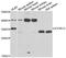 Inducible T Cell Costimulator Ligand antibody, abx006890, Abbexa, Western Blot image 