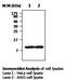 ADF antibody, AP22618PU-N, Origene, Western Blot image 