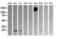 CD45 antibody, TA506054S, Origene, Western Blot image 