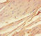 Cholinergic Receptor Nicotinic Alpha 1 Subunit antibody, A53586-100, Epigentek, Immunohistochemistry paraffin image 