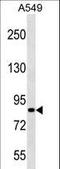 PAS Domain Containing Repressor 1 antibody, LS-C158540, Lifespan Biosciences, Western Blot image 