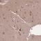 Ataxin-10 antibody, NBP2-14336, Novus Biologicals, Immunohistochemistry paraffin image 