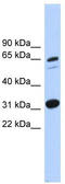 FAM234A antibody, TA339598, Origene, Western Blot image 