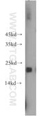 EP300 Interacting Inhibitor Of Differentiation 1 antibody, 11734-1-AP, Proteintech Group, Western Blot image 