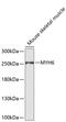 Myosin Heavy Chain 6 antibody, 23-876, ProSci, Western Blot image 