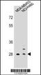 FBP antibody, 58-204, ProSci, Western Blot image 
