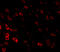 Leucine Rich Repeat And Fibronectin Type III Domain Containing 3 antibody, A13983, Boster Biological Technology, Immunofluorescence image 