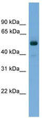 Fascin Actin-Bundling Protein 3 antibody, TA335500, Origene, Western Blot image 