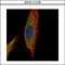 Unc-13 Homolog B antibody, LS-C186195, Lifespan Biosciences, Immunocytochemistry image 