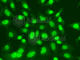 DNA Ligase 1 antibody, A1858, ABclonal Technology, Immunofluorescence image 