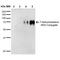 7-Ketocholesterol antibody, MA5-27561, Invitrogen Antibodies, Western Blot image 
