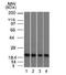 Ferritin, mitochondrial antibody, orb386089, Biorbyt, Western Blot image 