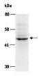 Interleukin 21 antibody, orb66867, Biorbyt, Western Blot image 